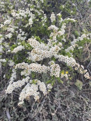Spiraea aquilegifolia