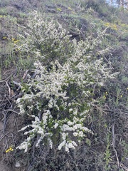 Spiraea aquilegifolia