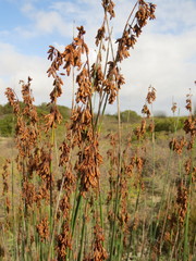 Thamnochortus spicigerus