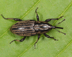 Sphenophorus australis