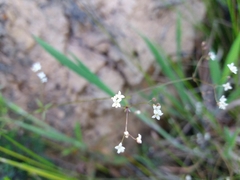Galium debile