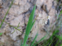 Galium debile