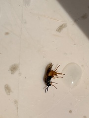 Tenthredinoidea