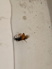 Tenthredinoidea