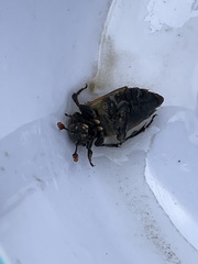 Nicrophorus vespillo