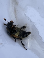 Nicrophorus vespillo