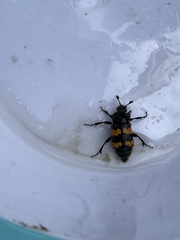 Nicrophorus vespillo