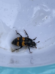 Nicrophorus vespillo