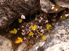 Aleuritopteris argentea