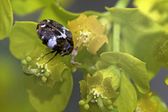 Anthrenus angustefasciatus