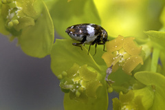 Anthrenus angustefasciatus