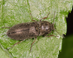 Hadromorphus inflatus