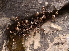 Aleuritopteris argentea