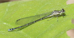 Coenagrion puella
