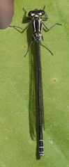 Coenagrion puella