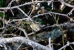 Vireo atricapilla
