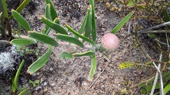 Leucospermum hypophyllocarpodendron