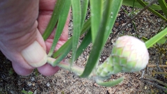 Leucospermum hypophyllocarpodendron