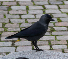 Corvus monedula