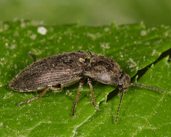 Hadromorphus inflatus