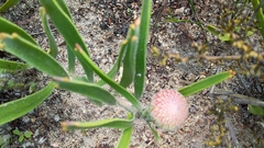 Leucospermum hypophyllocarpodendron