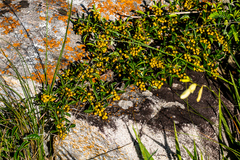 Searsia carnosula