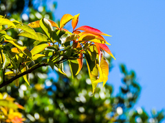 Searsia chirindensis