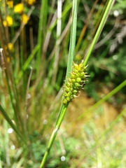 Carex laevigata