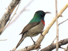 Cinnyris chalybeus albilateralis