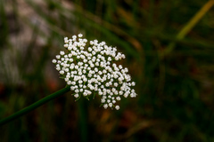 Stenosemis angustifolia