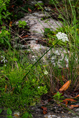 Stenosemis angustifolia