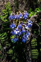 Streptocarpus trabeculatus