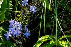 Streptocarpus trabeculatus