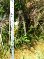 Carex laevigata