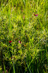 Tephrosia bachmannii