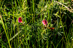 Tephrosia bachmannii