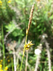 Carex laevigata