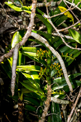Tridactyle bicaudata rupestris