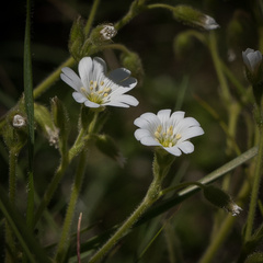 Cerastium arabidis