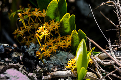 Tridactyle bicaudata rupestris