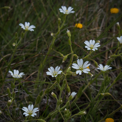 Cerastium arabidis