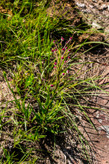 Zaluzianskya elongata