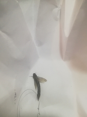 Lymexylidae