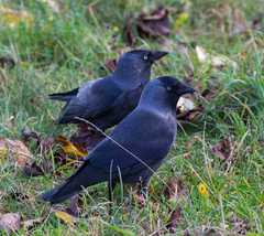 Corvus monedula
