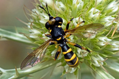 Conops flavipes