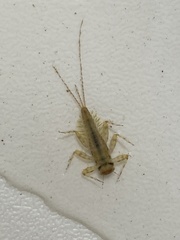Ecdyonurus venosus