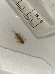 Ecdyonurus venosus