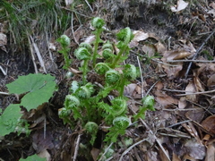 Oreopteris limbosperma