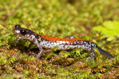 Plethodon yonahlossee
