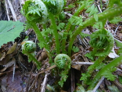 Oreopteris limbosperma